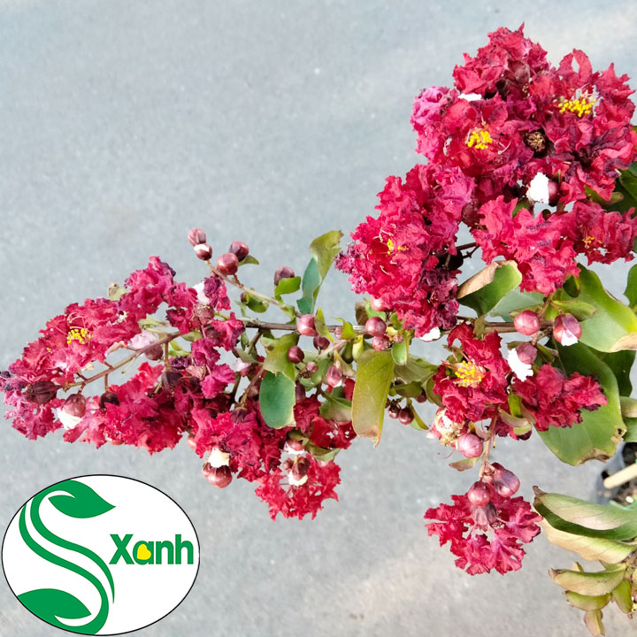 Cây Hoa Tường Vi Đỏ