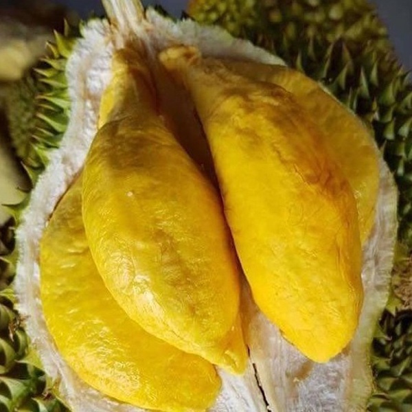 Cây sầu riêng Monthon Giống siêu sớm (ĐƯỢC BẢO HÀNH) (có tặng kèm phân bón )