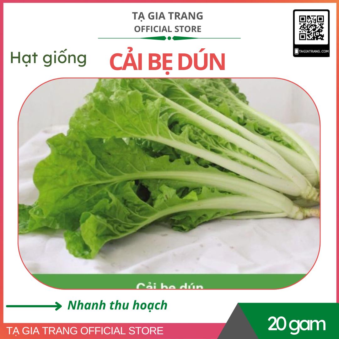 Hạt giống rau cải bẹ dún giòn ngọt - 20 gam