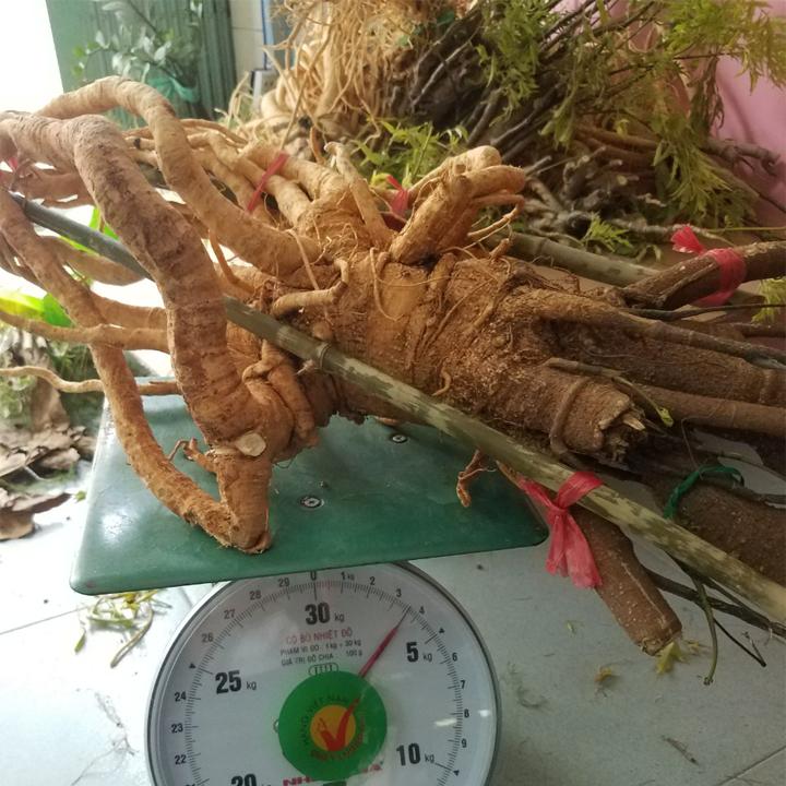 [HCM]Củ đinh lăng tươi (củ 1-1.3kg)