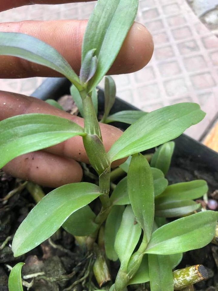 Lan Phi Điệp 🍀FREESHIP🍀 Hồng Mỹ Nhân  [ Cây Giống ]