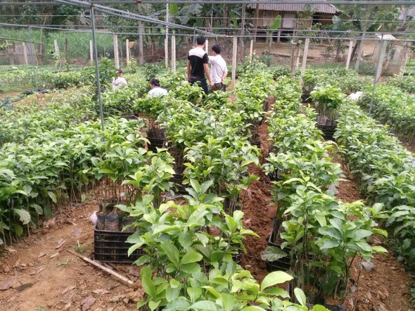 CÂY giống Dổi ghép, [Cây khỏe, sinh trưởng tốt ].