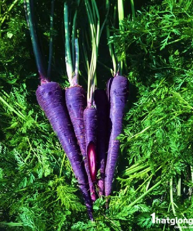 " Gói 100 "Hạt giống Cà rốt tím lai F1 [Seeds]