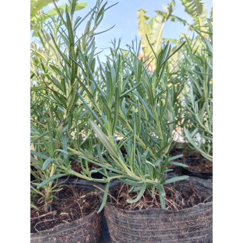 Cây Hương Thảo - Rosemary, cây hương liệu, gia vị Âu