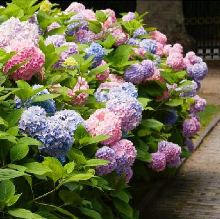 Mixed Color Hydrangea Seeds - 10 Seeds/Package