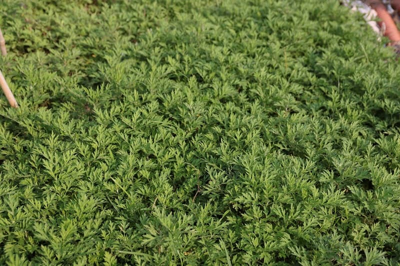 0,5kg cây ngải cứu khô nguyên chất