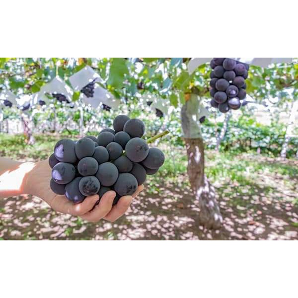 Cây Giống Nho đen Kyoho Nhật Bản (CÂY GHÉP MAU TRÁI)