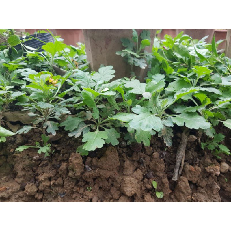 Cúc rủ vàng bông to (combo 3 bầu cây giống)