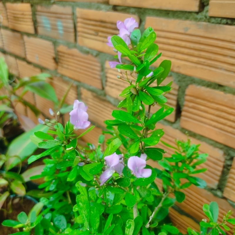 Cây hoa Linh sam siêu hoa lá lớn,cây phong thủy