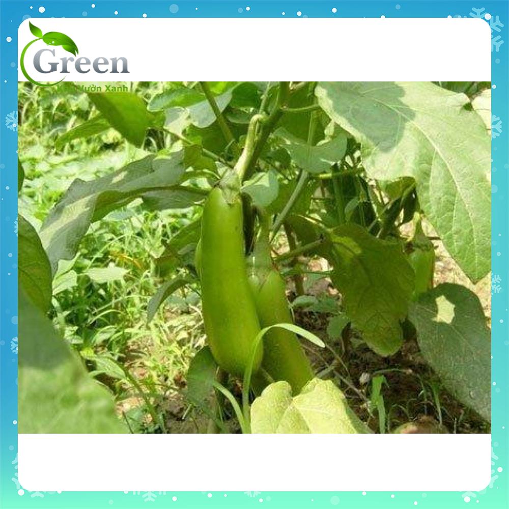 Hạt Giống Cà Xanh Mỡ Trái Dài Dễ Trồng