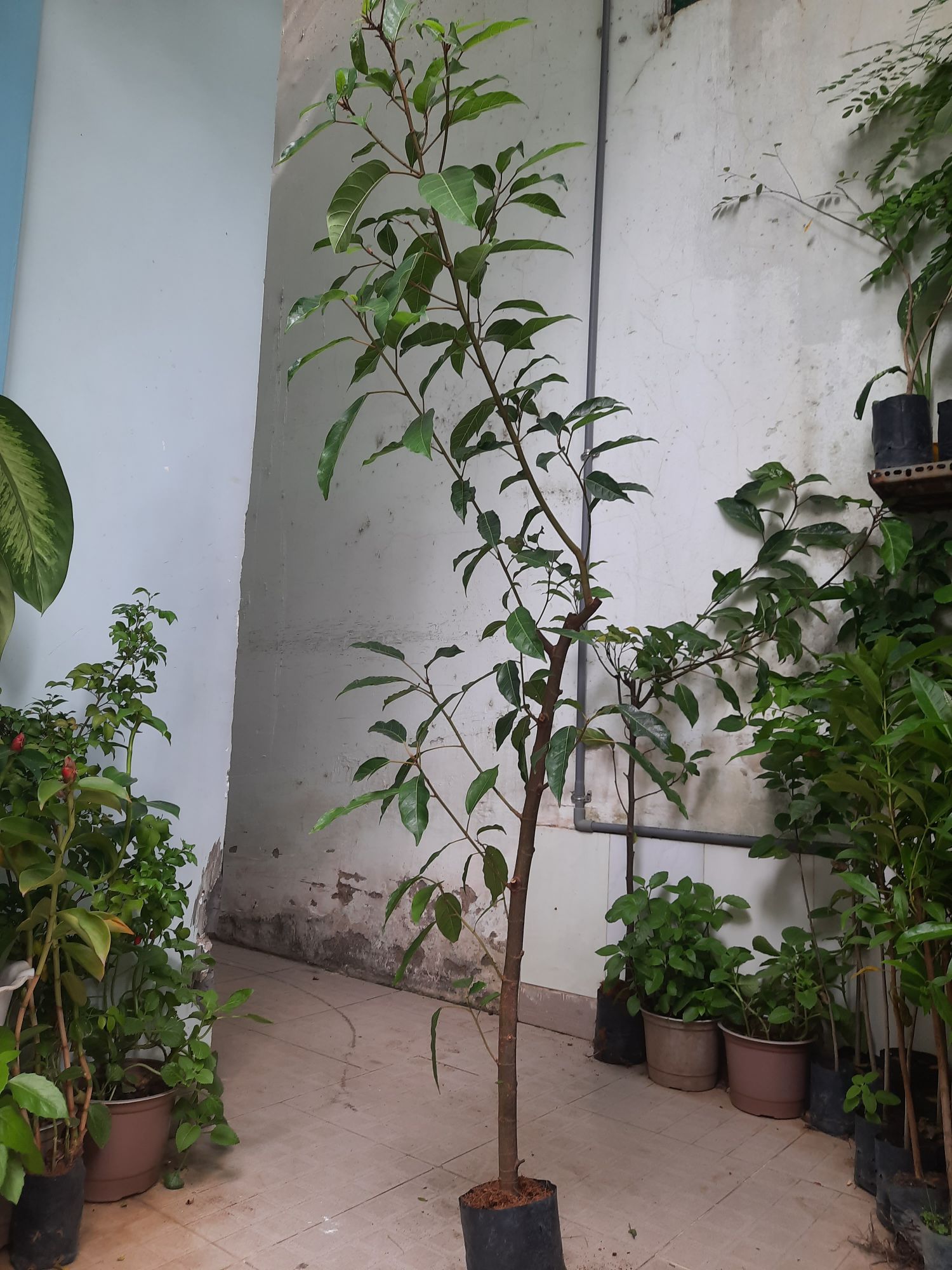 Cây sung, chiều cao khoảng 1.5m