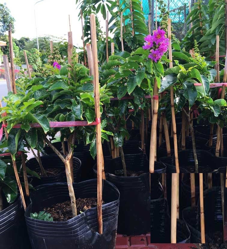 Cây BẰNG LĂNG TÍM - HOA SIÊU ĐẸP GIÁ SIÊU RẺ - CAO (0,8-1,2)M GỬI ĐI NGUYÊN BẦU