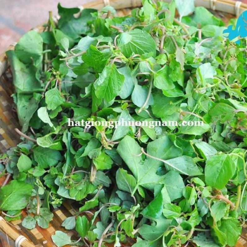 10gr hạt giống rau dền cơm Rạng Đông