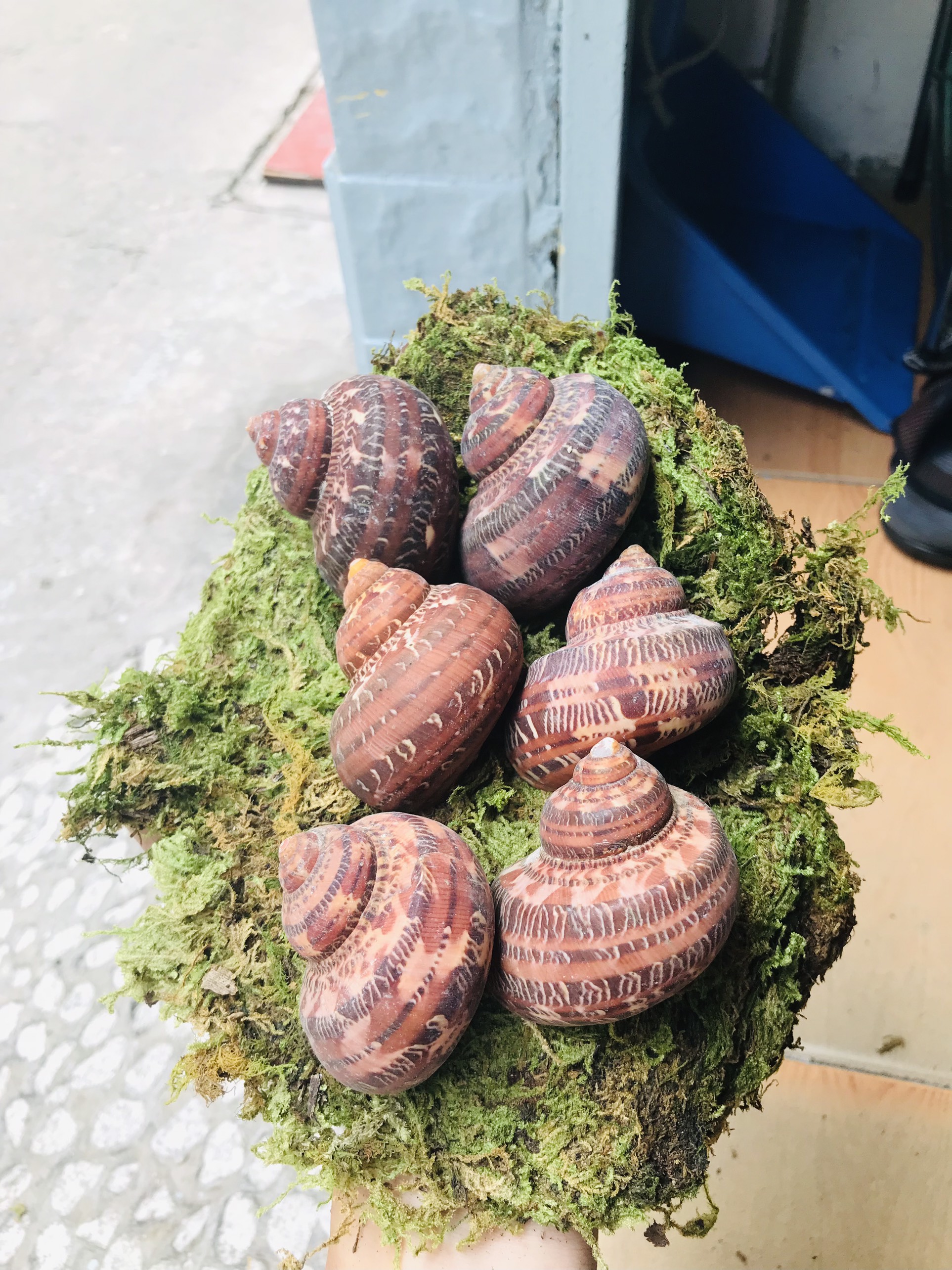 Vỏ ốc Xà Cừ Đỏ (trang trí bể cá)
