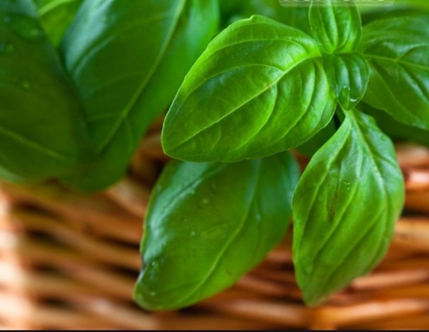 Hạt giống basil xanh