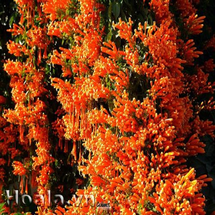 Chậu Hoa Chùm Ớt-hoa rạng đông