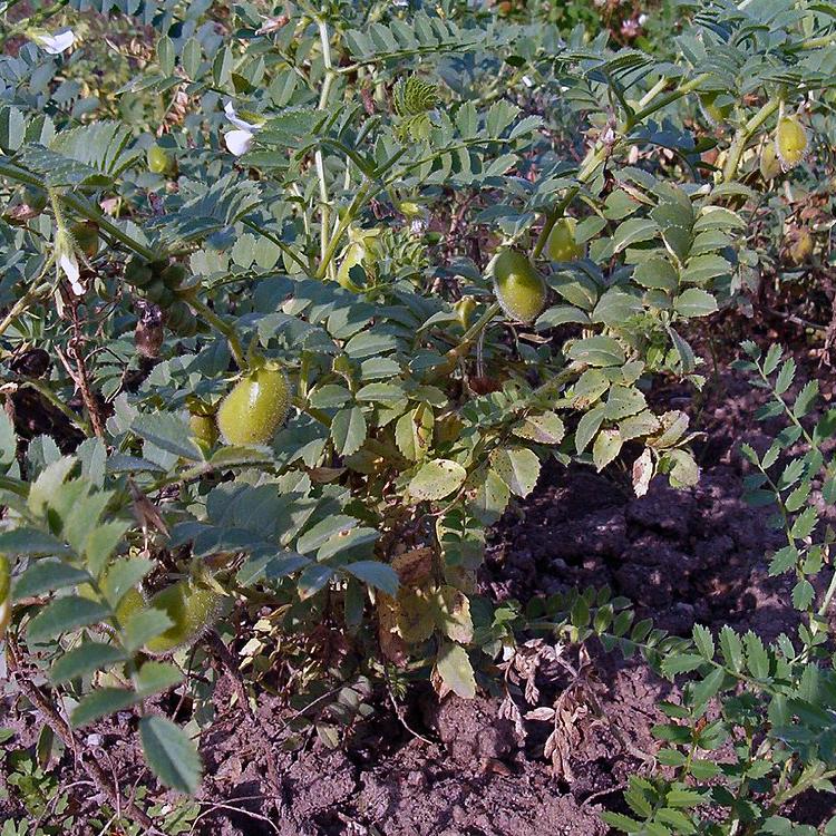 Đậu gà Argentina  Chickpeas - 500gr - hạt lớn size 9mm