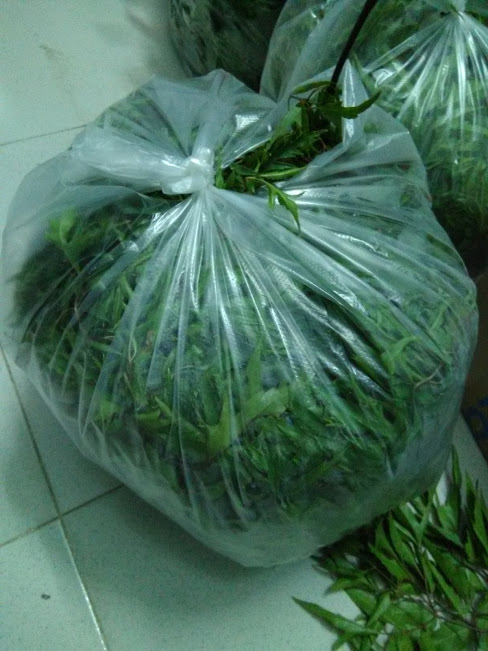 Lá đinh lăng tươi - gói 1kg