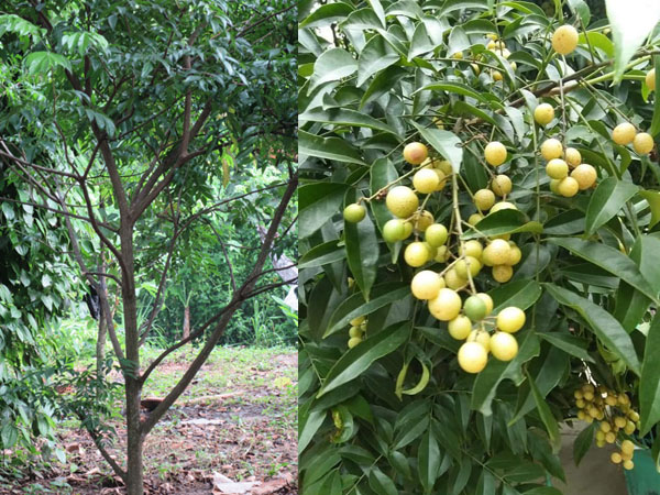 Lịch sử giá Cây móc mật cập nhật 4/2022 - BeeCost