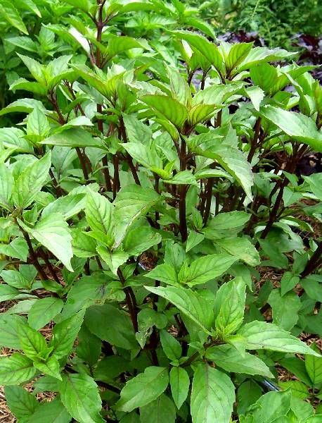 Cây rau húng quế-bầu cây giống