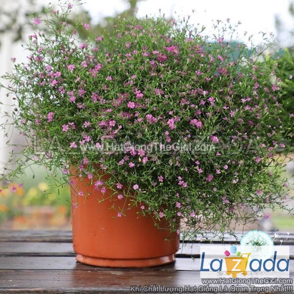 50.HAT Hạt Giống Hoa Baby Breath Trồng Chậu GYPSY Rose