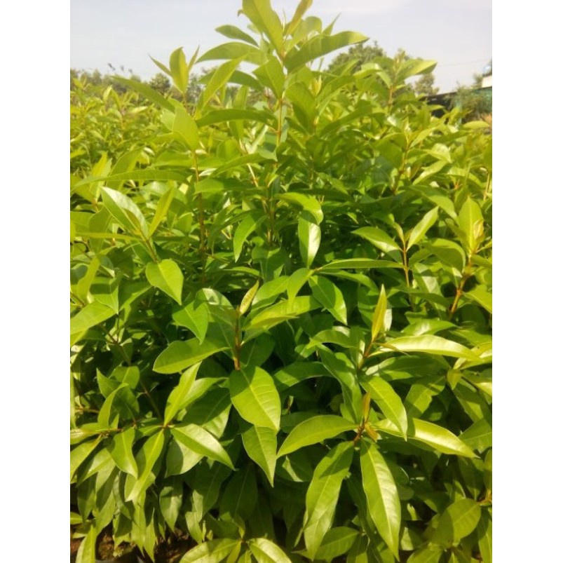 Cây giống vối nếp