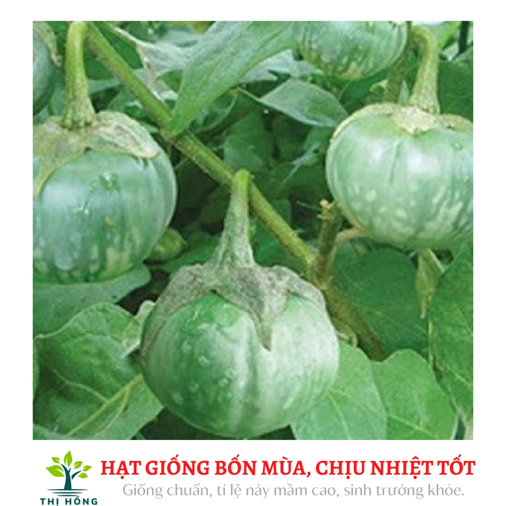 Hạt giống cà bát xanh sọc xanh 2g (trái giòn, quả nặng 150~200g).