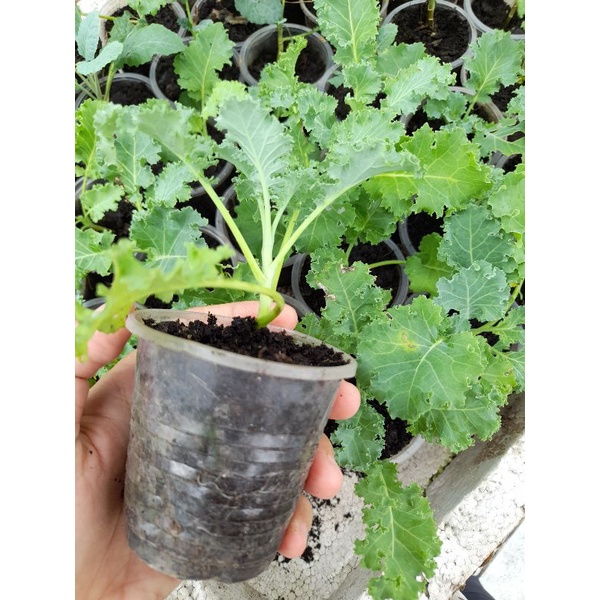 Combo 5 Cây giống rau cải Kale xoăn xanh