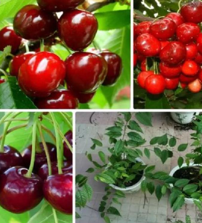 "Gói 10 Hạt " Hạt giống cây ăn trái cherry đỏ