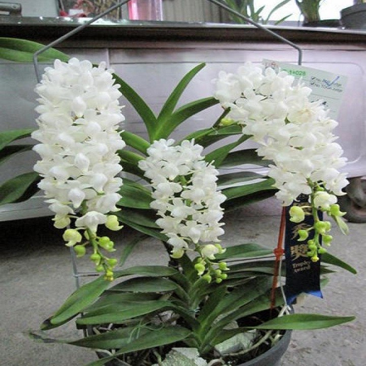Hoa lan bạch nhạn ( cây to 40cm)