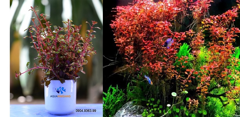 Cây thủy sinh tân đế tài hồng đỏ cây thủy sinh rất đẹp