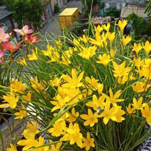 Set 8 Củ hoa huệ mưa vàng củ mẹ  .