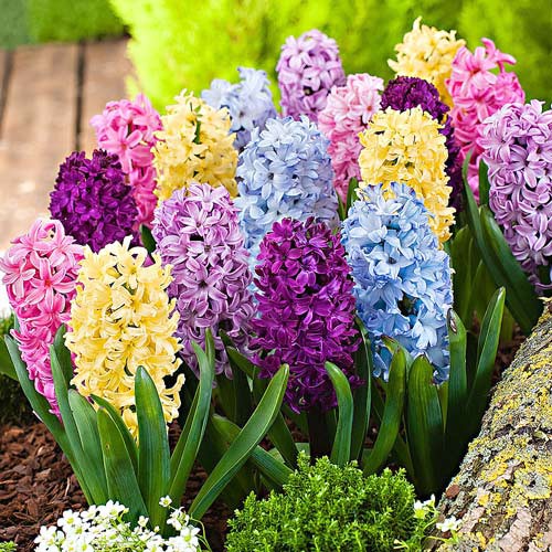 (GIÁ SỈ) CỦ HOA TIÊN ÔNG-DẠ LAN HƯƠNG
