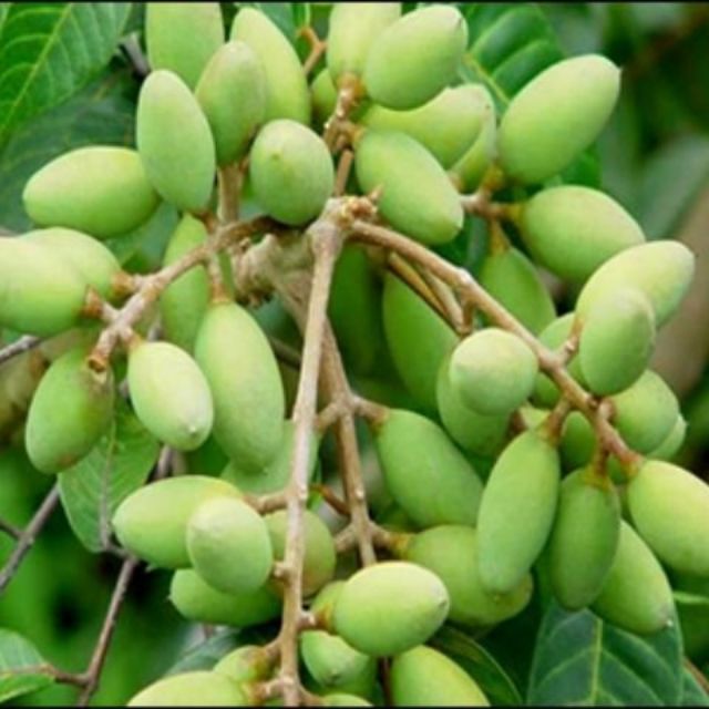 Cây giống cây trám xanh