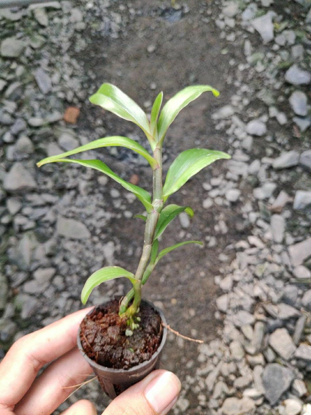 Giả hạc Nù Hồng Cánh Sáp - Cây con