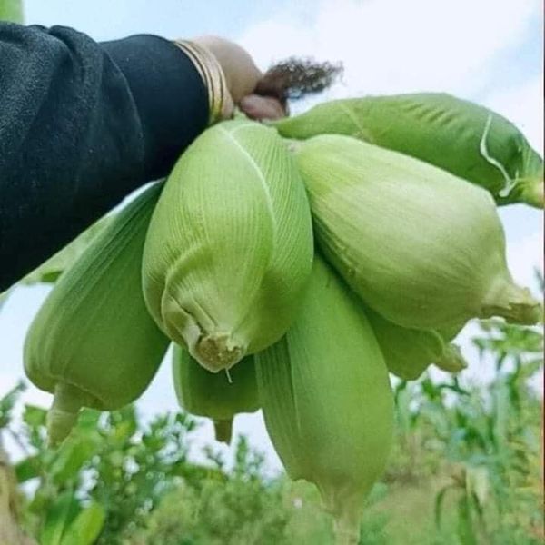 Hạt giống bắp nếp nù gói 50 hạt