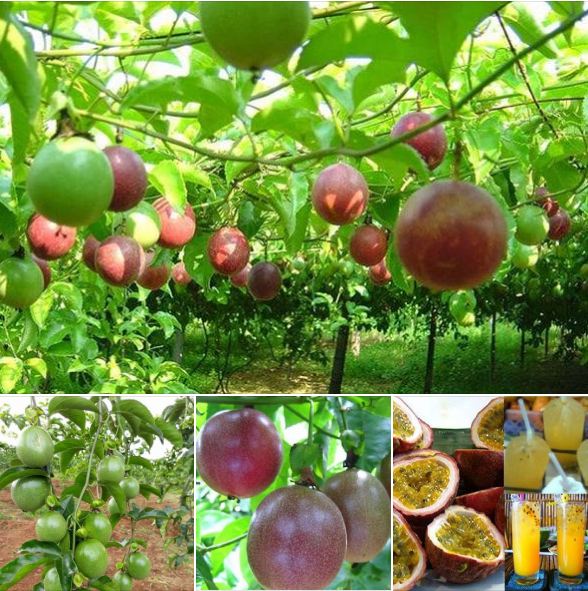 Hạt giống chanh dây tím ,chanh leo tím-gói 20 hạt