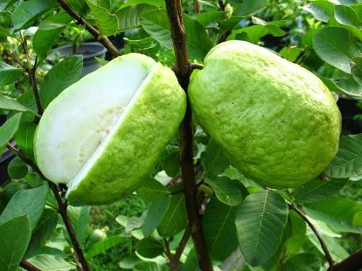 Cây giống ổi sim Nhật- ổi dâu tây trái thơm, chua ngọt, mọng nước- Hoa kiểng Nguyễn Lộc