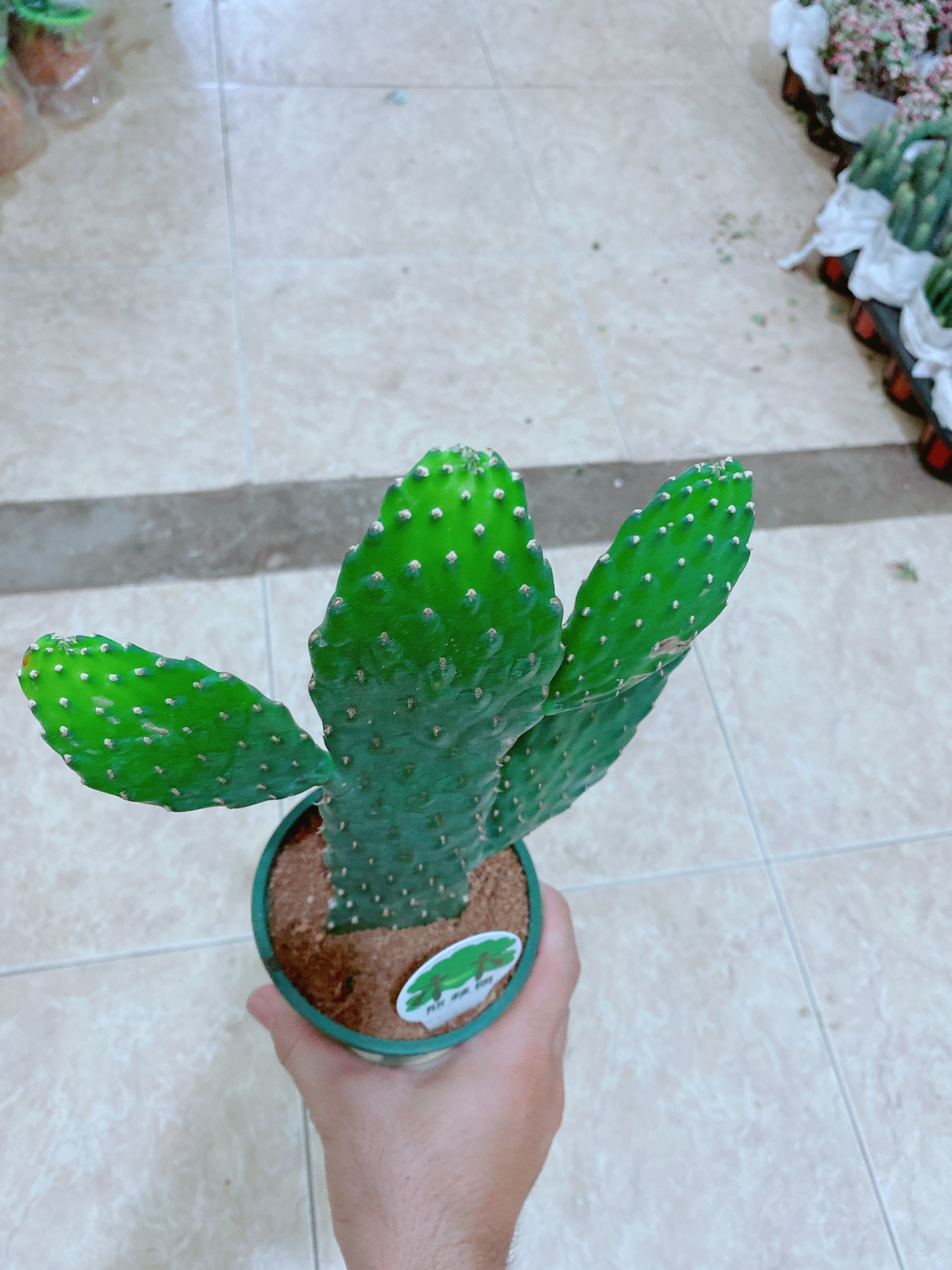 Cây Xương Rồng Tai Thỏ Loại Lớn