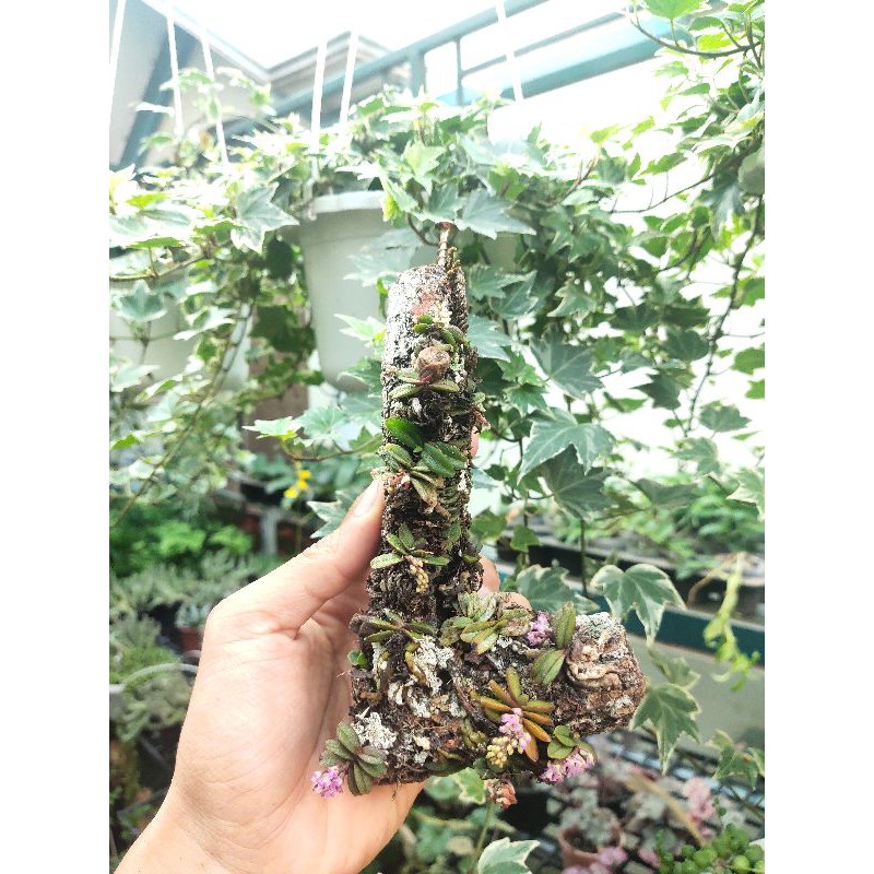 trụ lan trứng bướm + rết + lan mini 200k