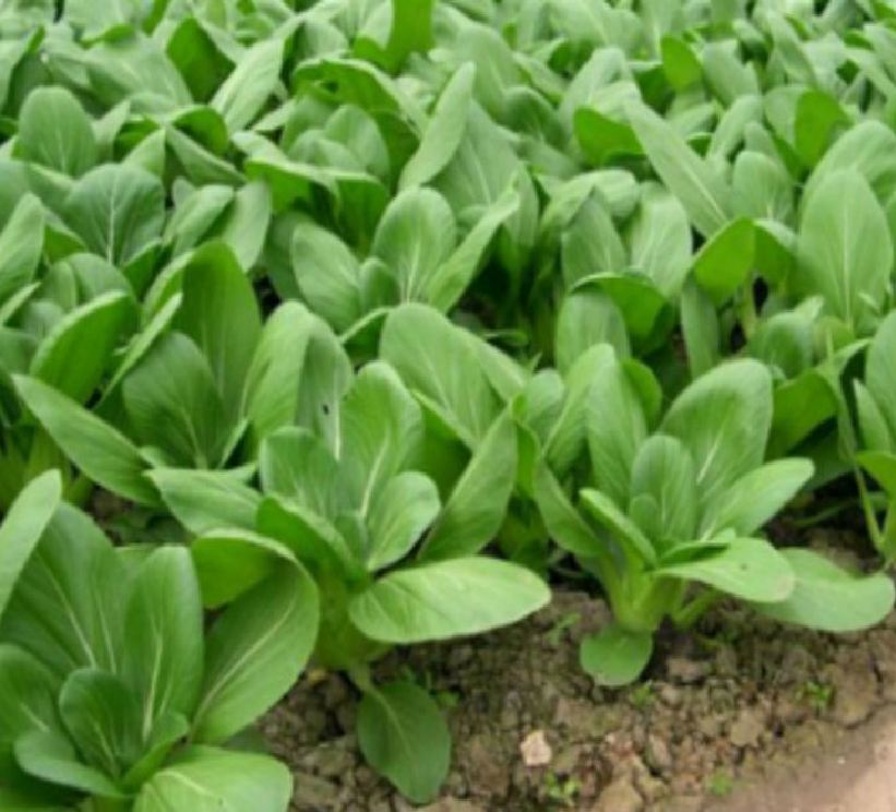 Combo 3 gói Hạt giống cải chíp[Seeds]