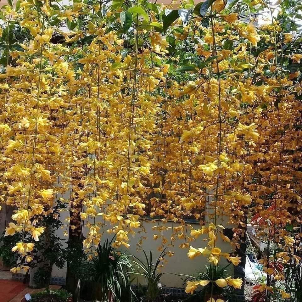 Cây giống hoa lan hoàng dương