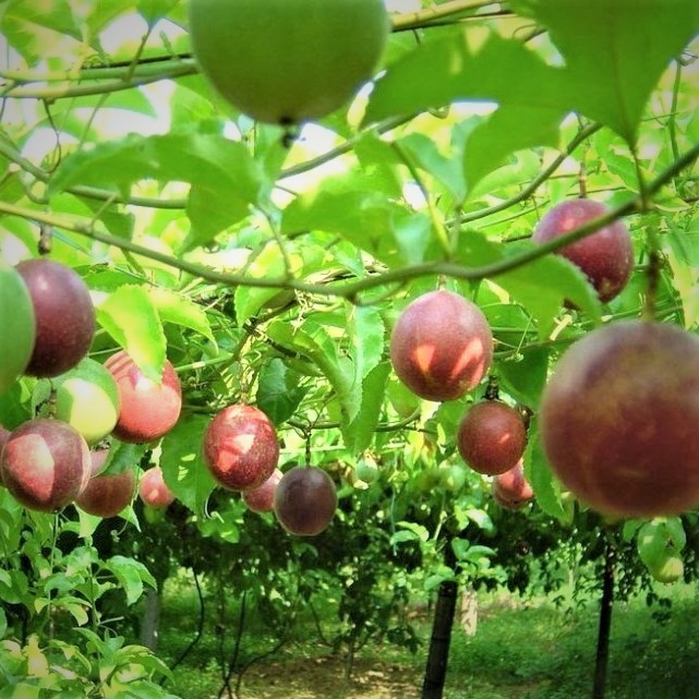 Cây giống chanh dây, chanh leo siêu trái