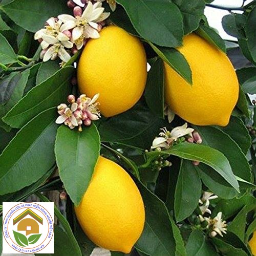 Cây chanh vàng mỹ  cao 70cm (ảnh thật số 2 )