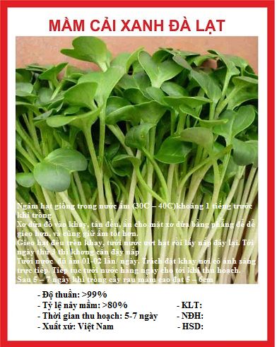 Hạt giống mầm cải xanh đà lạt - gói 20gram