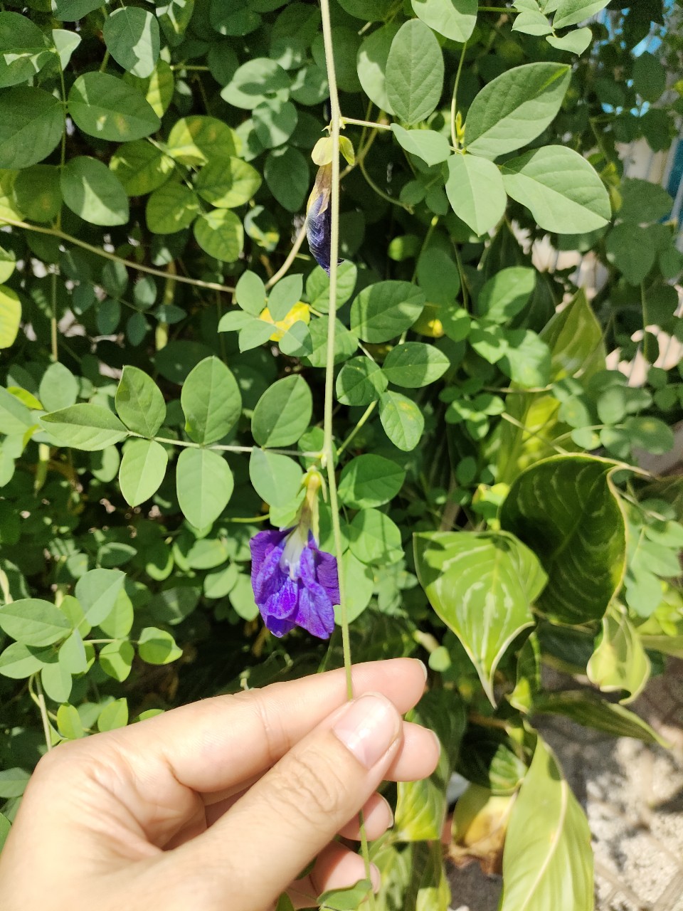 [HCM]TRÀ HOA ĐẬU BIẾC PHƠI KHÔ 100GR