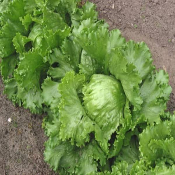 Hạt giống rau xà lách cuộn trắng - Gói 0.2gram