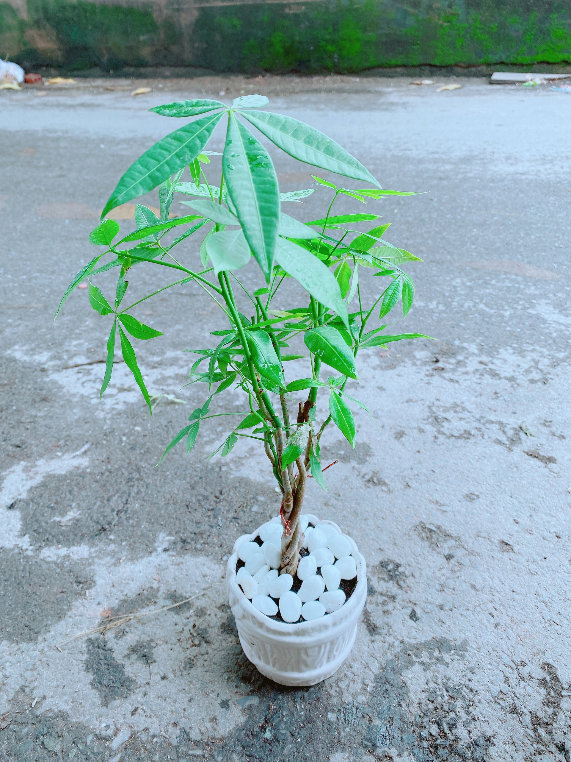 Chậu Kim Ngân Thắt Bính Mini