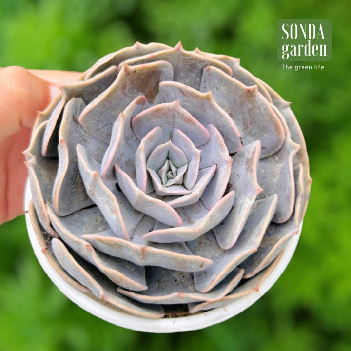 Sen đá đất hồng size bầu 3-5 cm