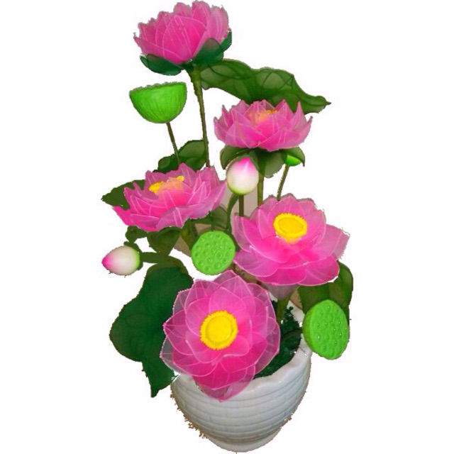 Nhuỵ Sen(5 Cái)